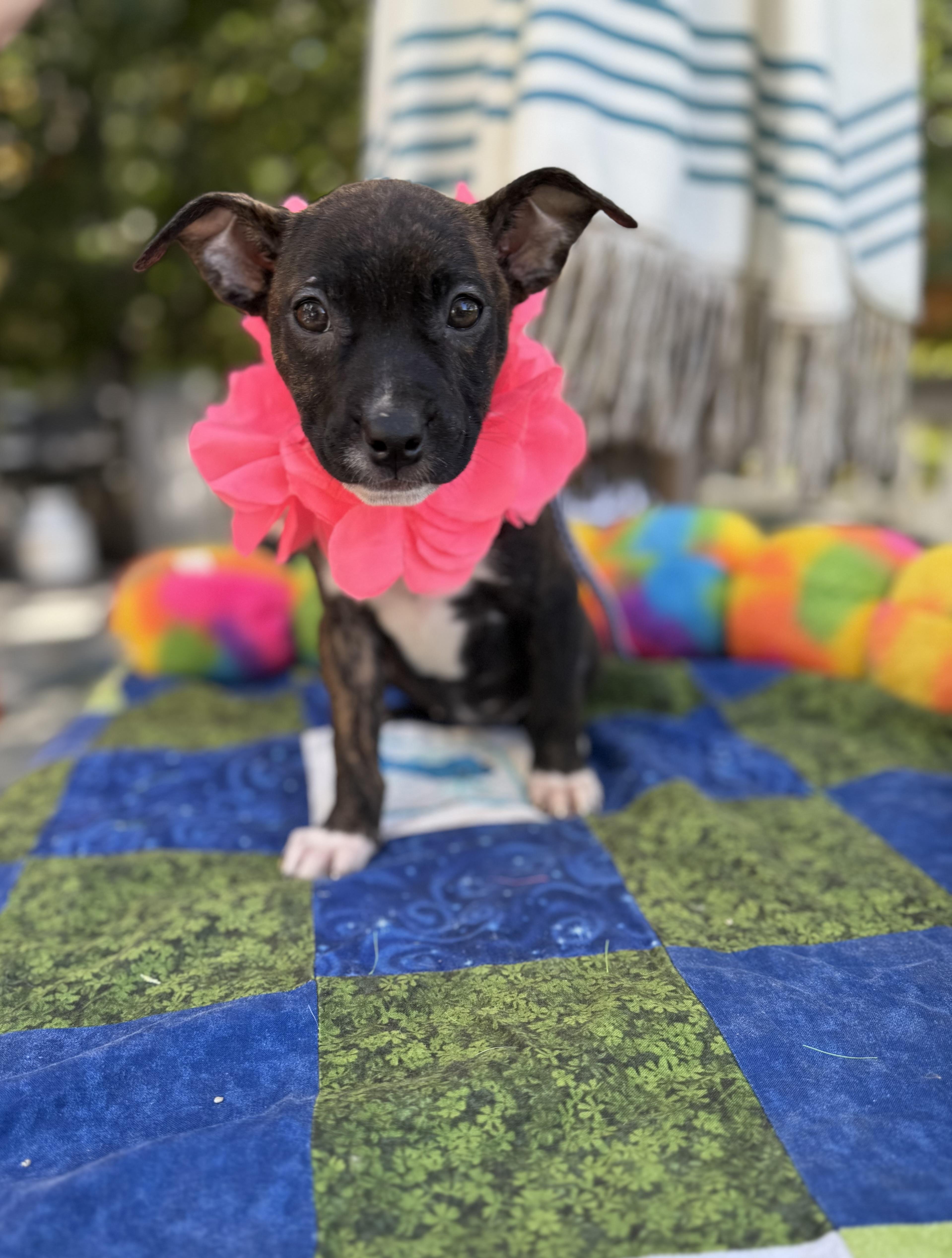 Enlarge Dove, a Adoptable mixed breed in White Lake, MI image 4/4