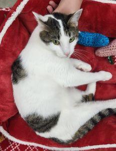 Enlarge Mama, a ADOPTABLE Domestic Short Hair in Bucyrus, OH image 3/3