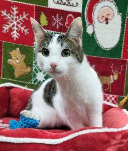 Enlarge Mama, a ADOPTABLE Domestic Short Hair in Bucyrus, OH image 1/3