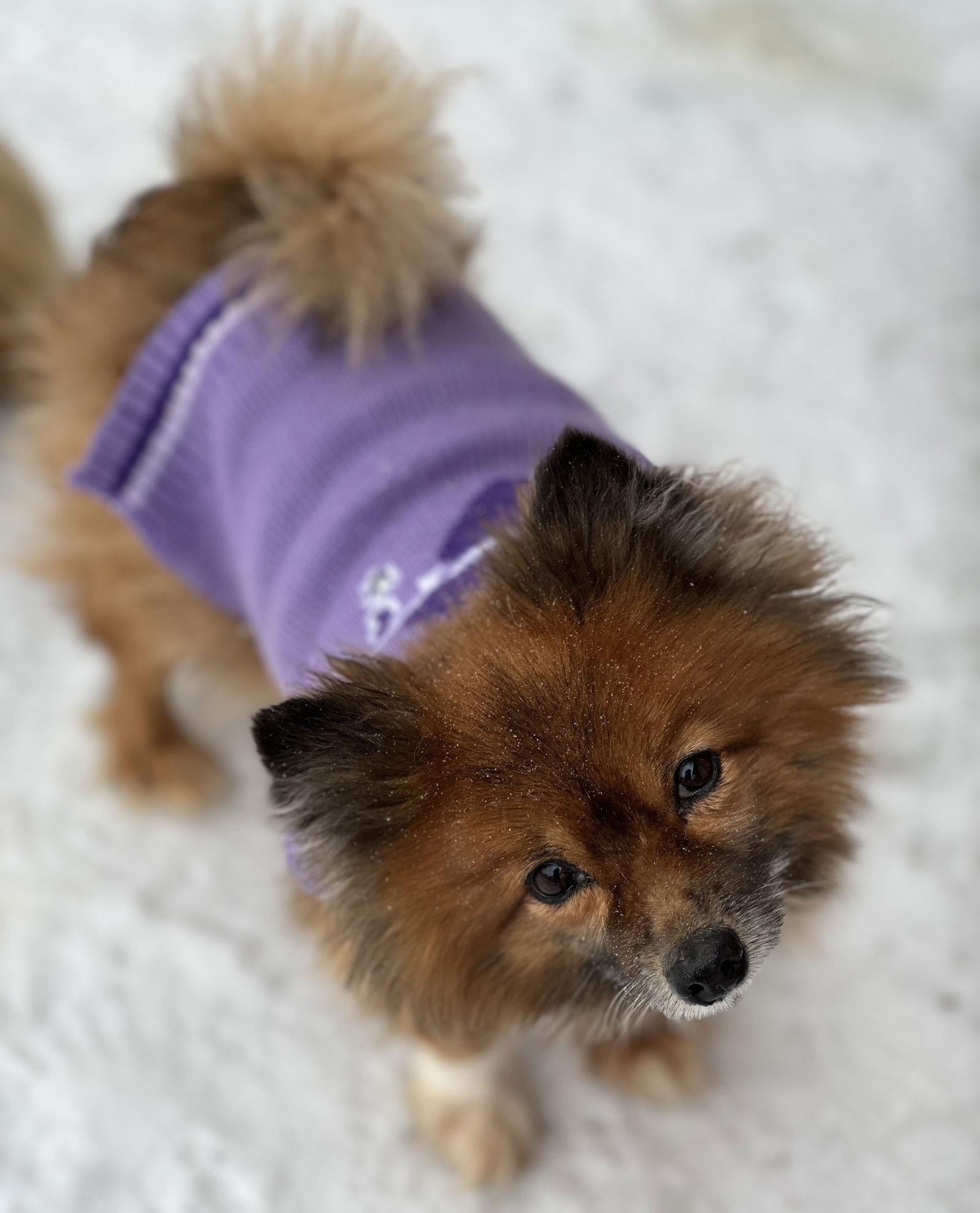 Boba, Adoptable, Adult Female Pomeranian.