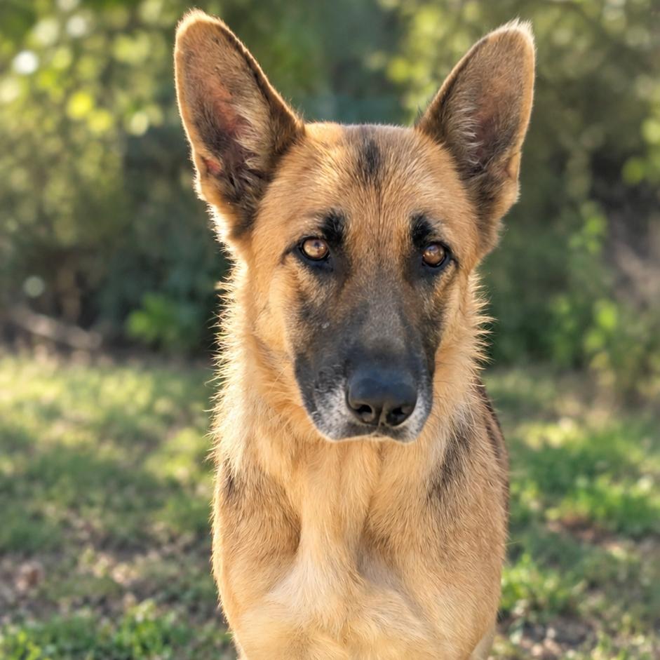 Royal, Adoptable, Adult Female German Shepherd Dog & Mixed Breed.