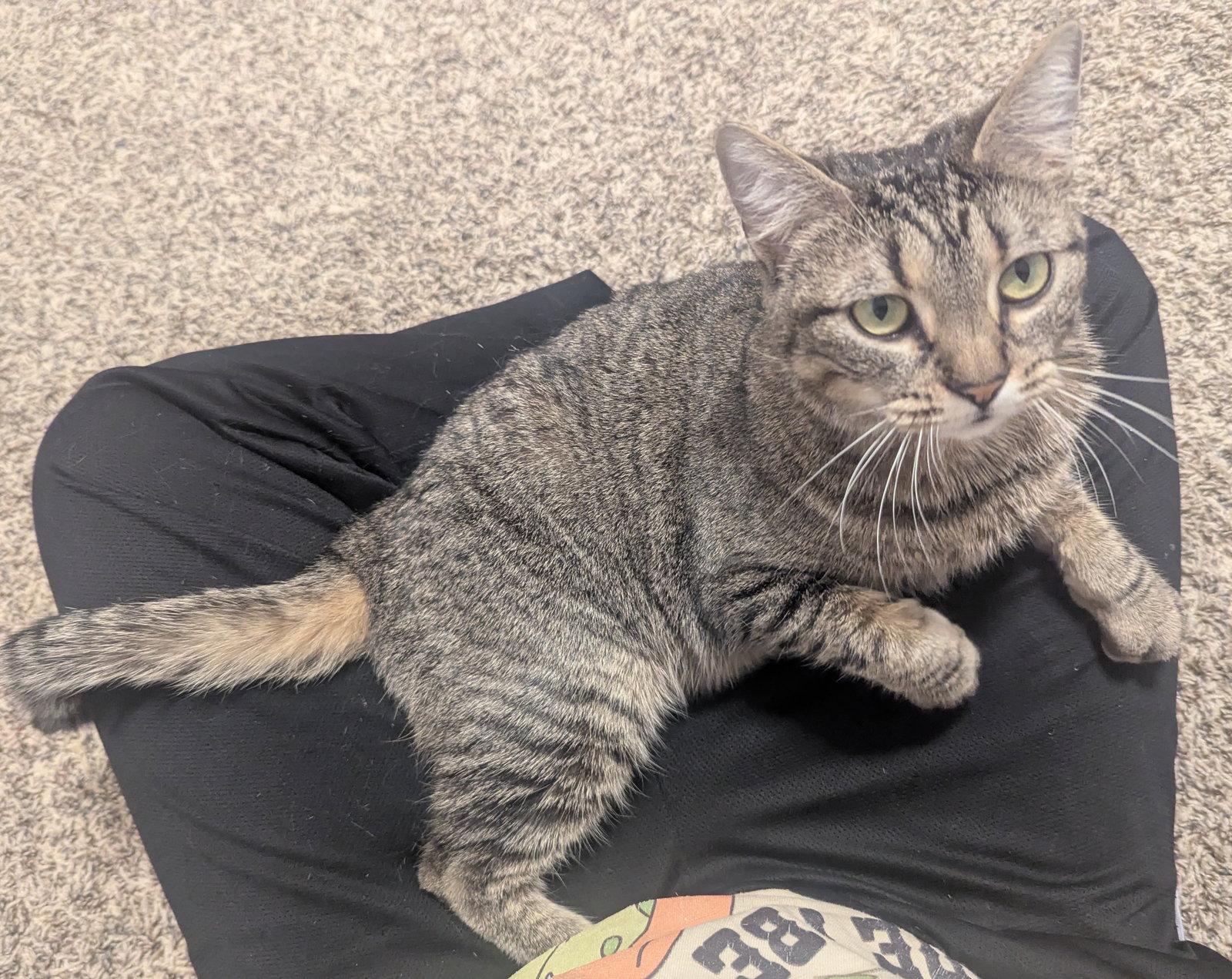 Enlarge Charlene, a Adoptable Domestic Short Hair in Shawnee, KS image 1/3