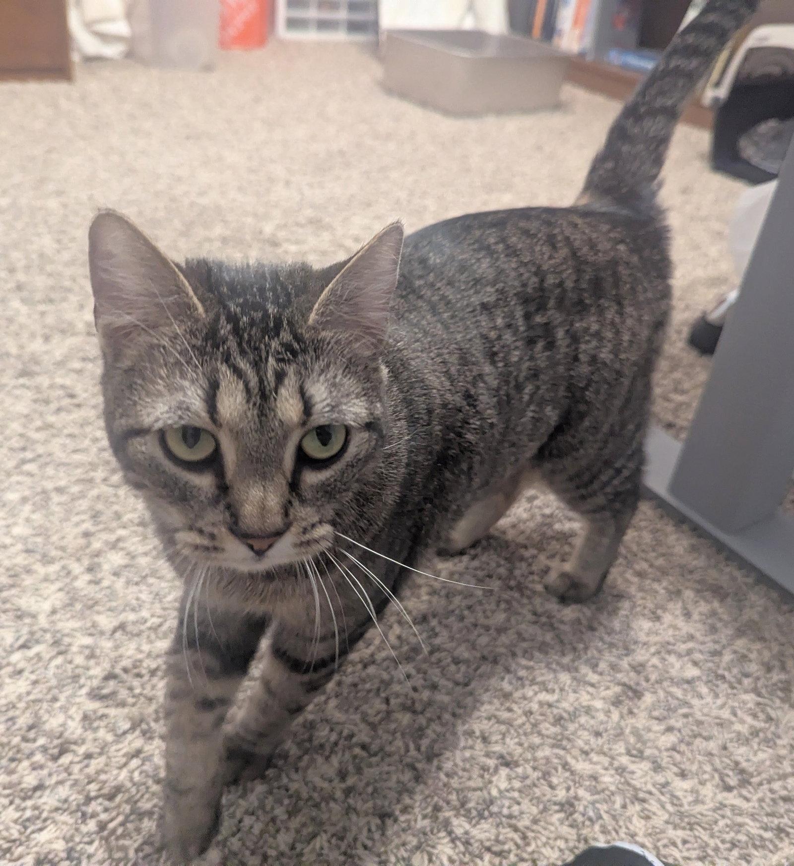 Enlarge Charlene, a Adoptable Domestic Short Hair in Shawnee, KS image 2/3