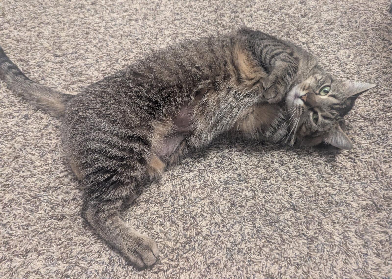 Enlarge Charlene, a Adoptable Domestic Short Hair in Shawnee, KS image 3/3