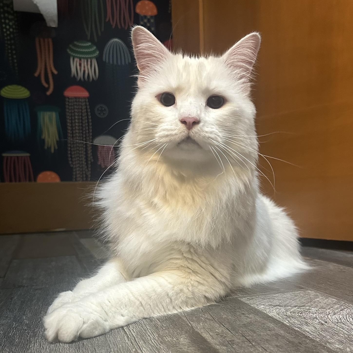 Edith in Colorado, ADOPTABLE, Senior Female Domestic Long Hair.