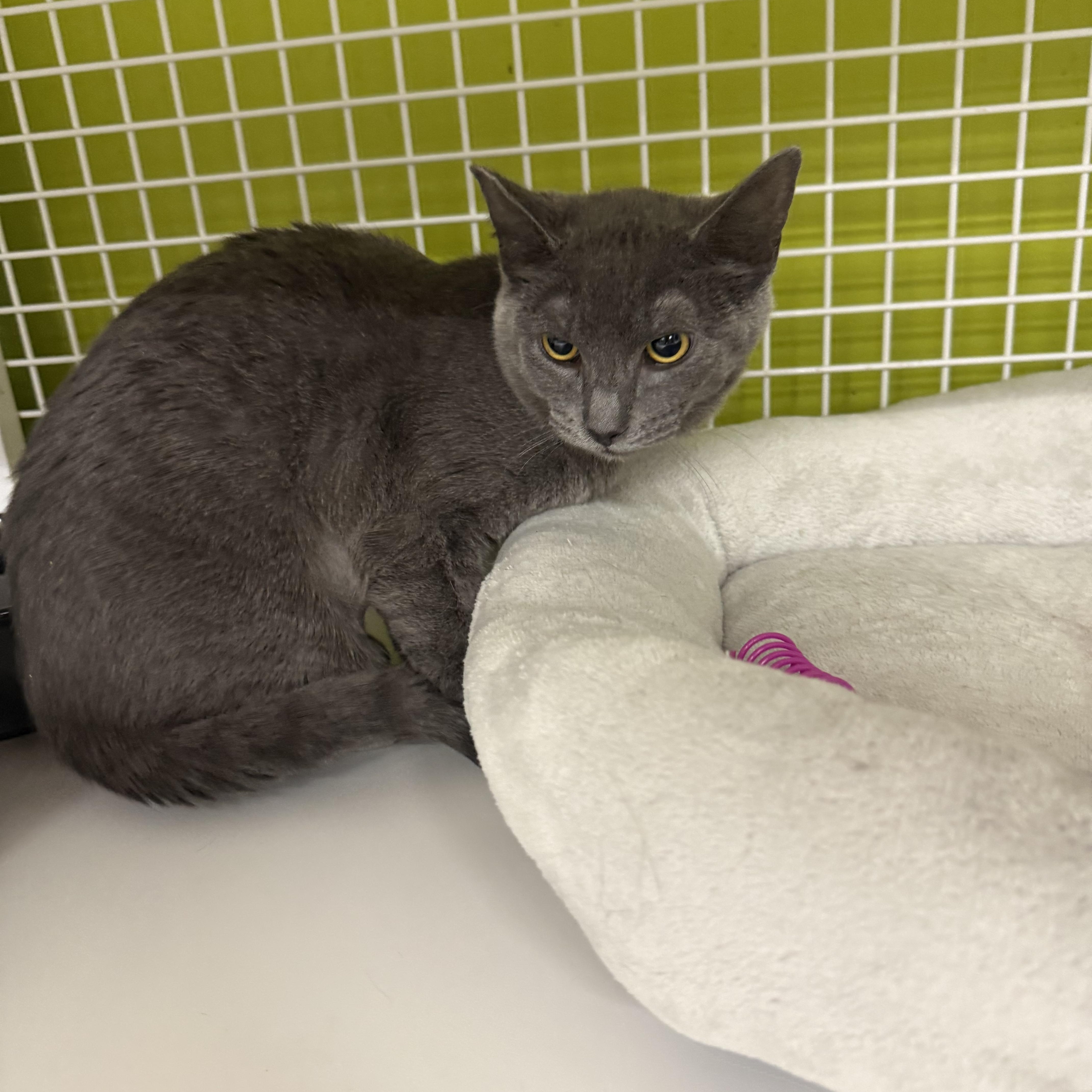 Enlarge Pet Me, a ADOPTABLE Russian Blue in Las Vegas, NV image 1/1