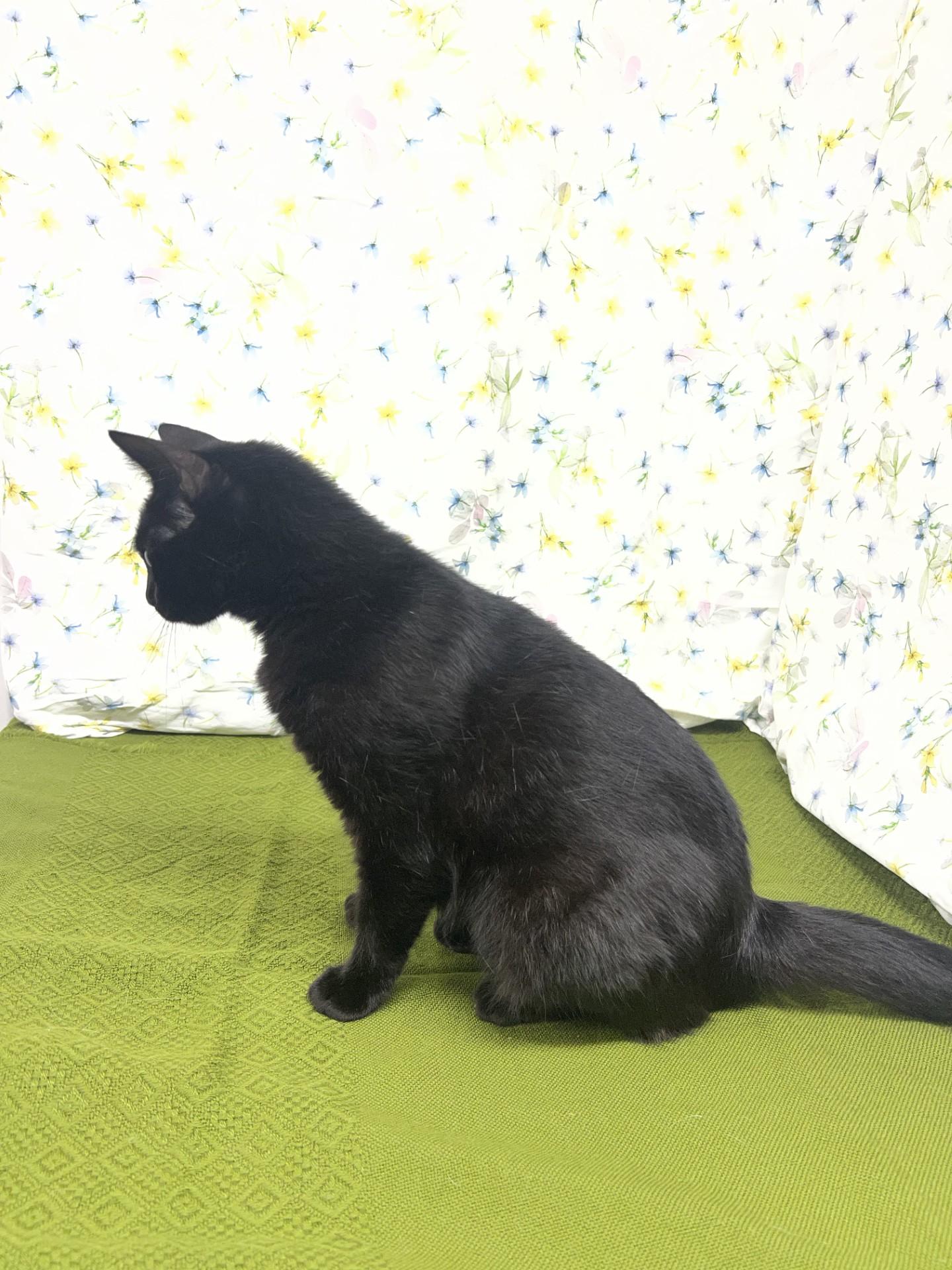 Enlarge Bellatrix, a Adoptable mixed breed in Upper Sandusky, OH image 2/2