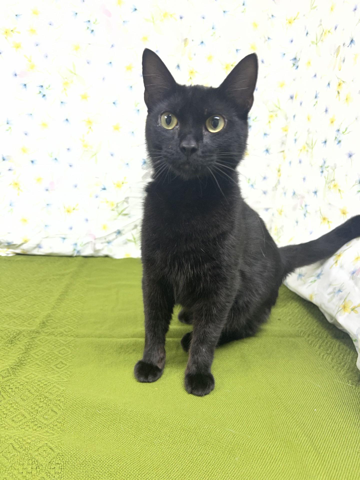 Enlarge Bellatrix, a Adoptable mixed breed in Upper Sandusky, OH image 1/2