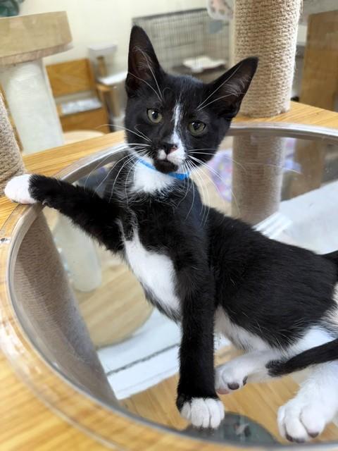 Pets for adoption from Kitten Krazy Inc. | Petfinder