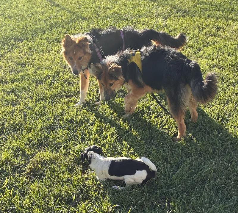 Enlarge Brothers Ricky & Morty, a ADOPTABLE Shetland Sheepdog / Sheltie in Davis, CA image 5/6