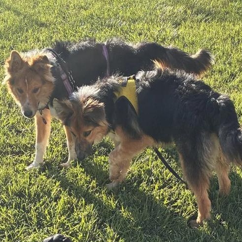 Enlarge Brothers Ricky & Morty, a ADOPTABLE Shetland Sheepdog / Sheltie in Davis, CA image 1/6