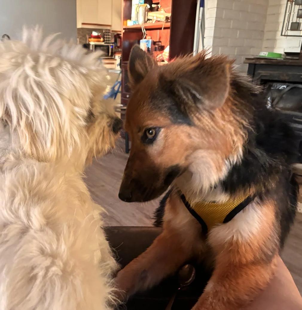 Enlarge Brothers Ricky & Morty, a ADOPTABLE Shetland Sheepdog / Sheltie in Davis, CA image 6/6