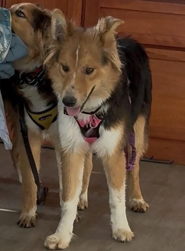 Enlarge Brothers Ricky & Morty, a ADOPTABLE Shetland Sheepdog / Sheltie in Davis, CA image 2/6