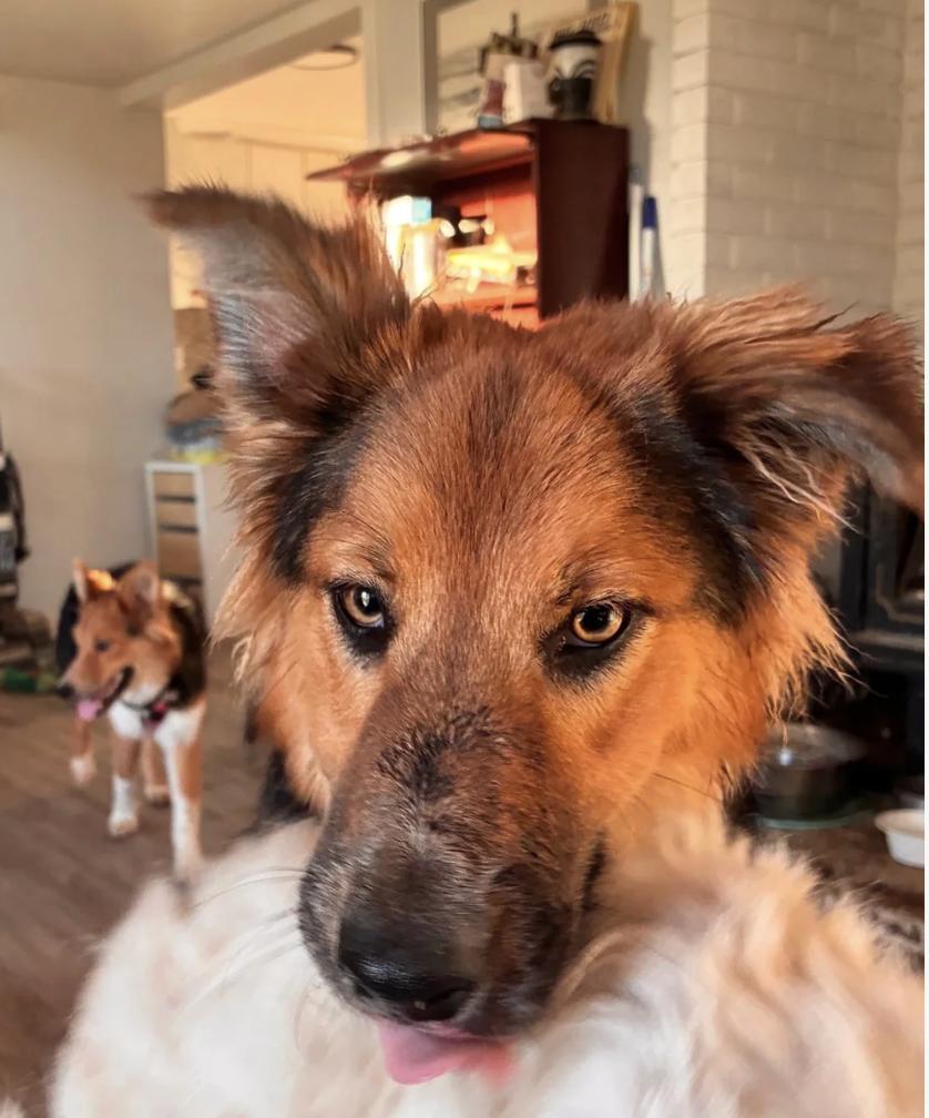 Enlarge Brothers Ricky & Morty, a ADOPTABLE Shetland Sheepdog / Sheltie in Davis, CA image 3/6