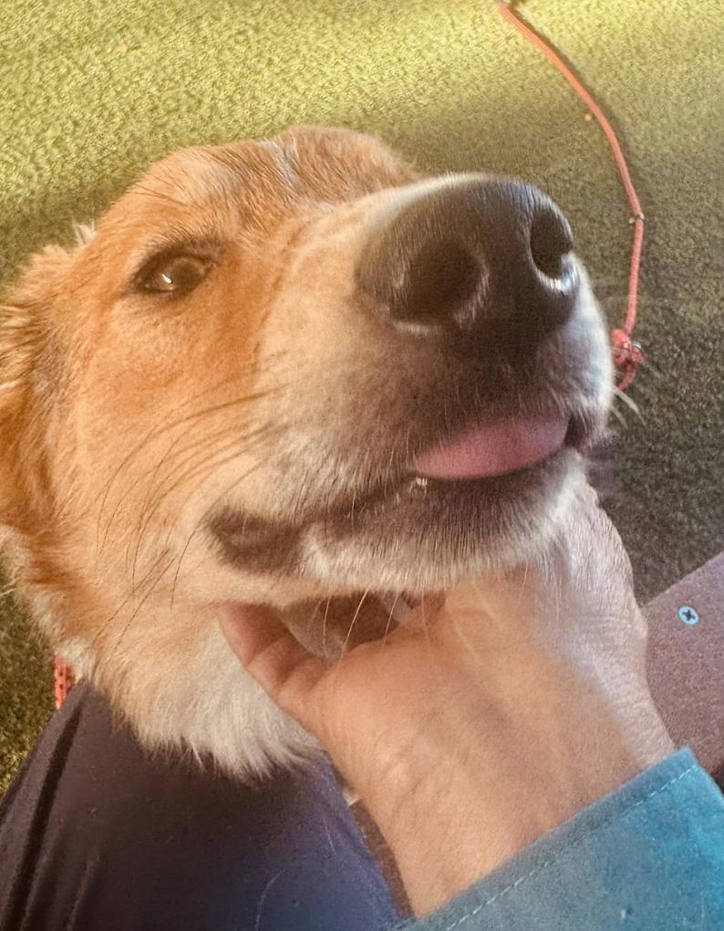 Enlarge Brothers Ricky & Morty, a ADOPTABLE Shetland Sheepdog / Sheltie in Davis, CA image 4/6