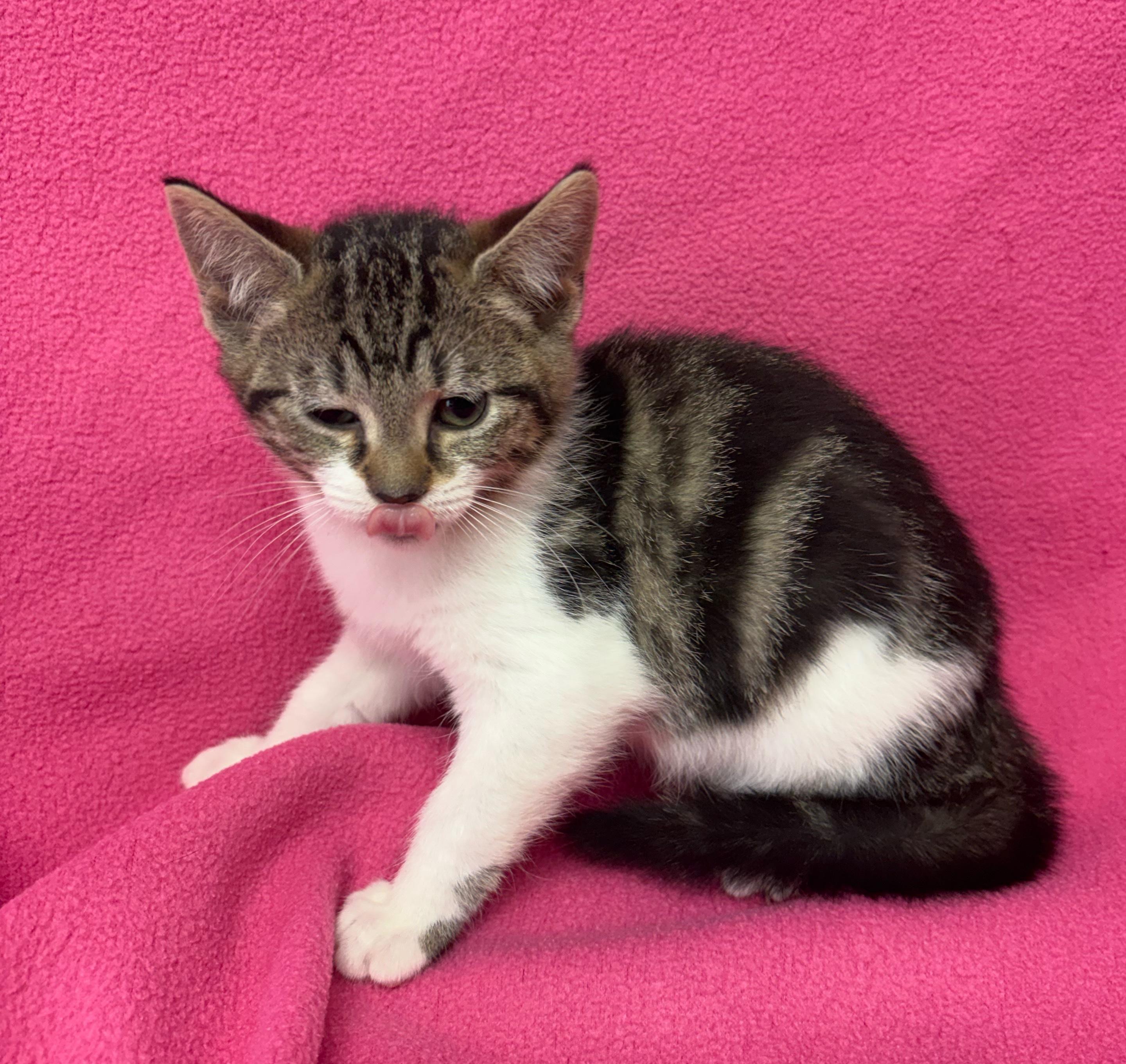 Enlarge Sirene, an adopted Domestic Short Hair in Valdosta, GA image 1/1