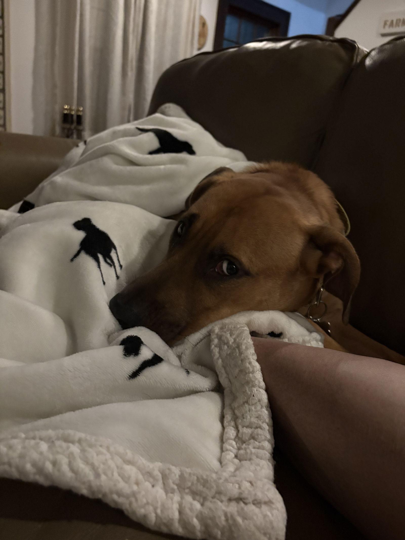 DAMIEN aka BUDDY, Adoptable, Adult Male Mixed Breed.