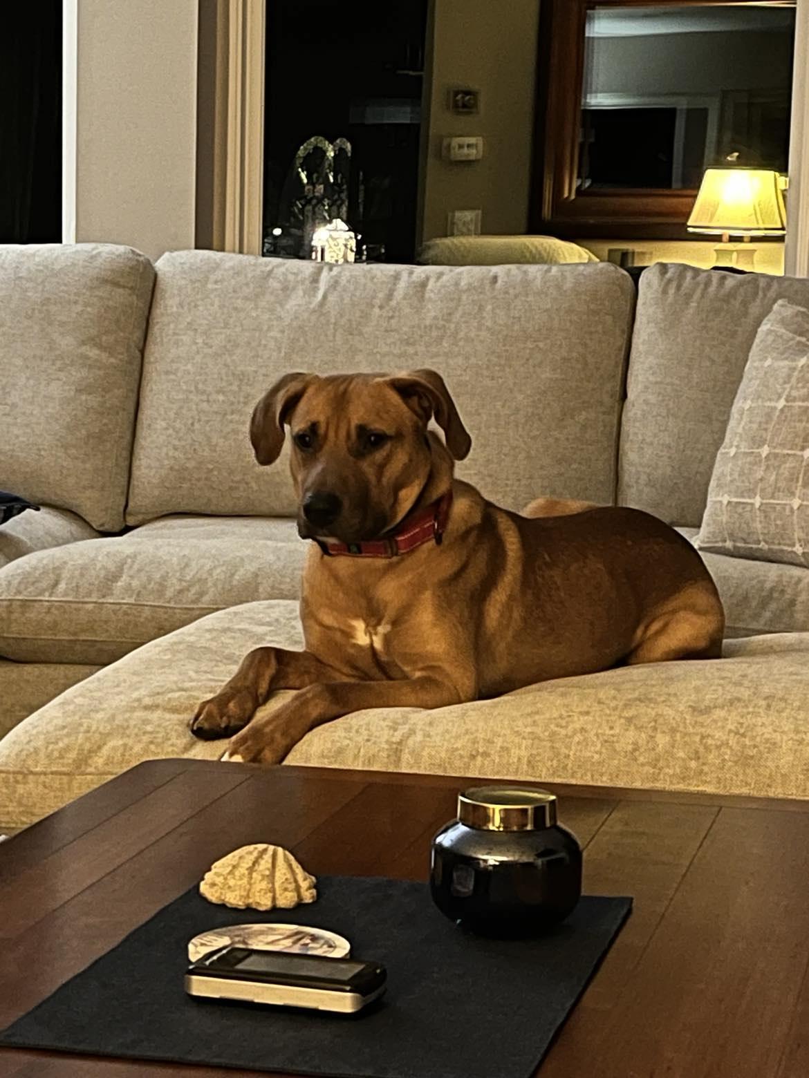 DAMIEN aka BUDDY, Adoptable, Adult Male Mixed Breed.