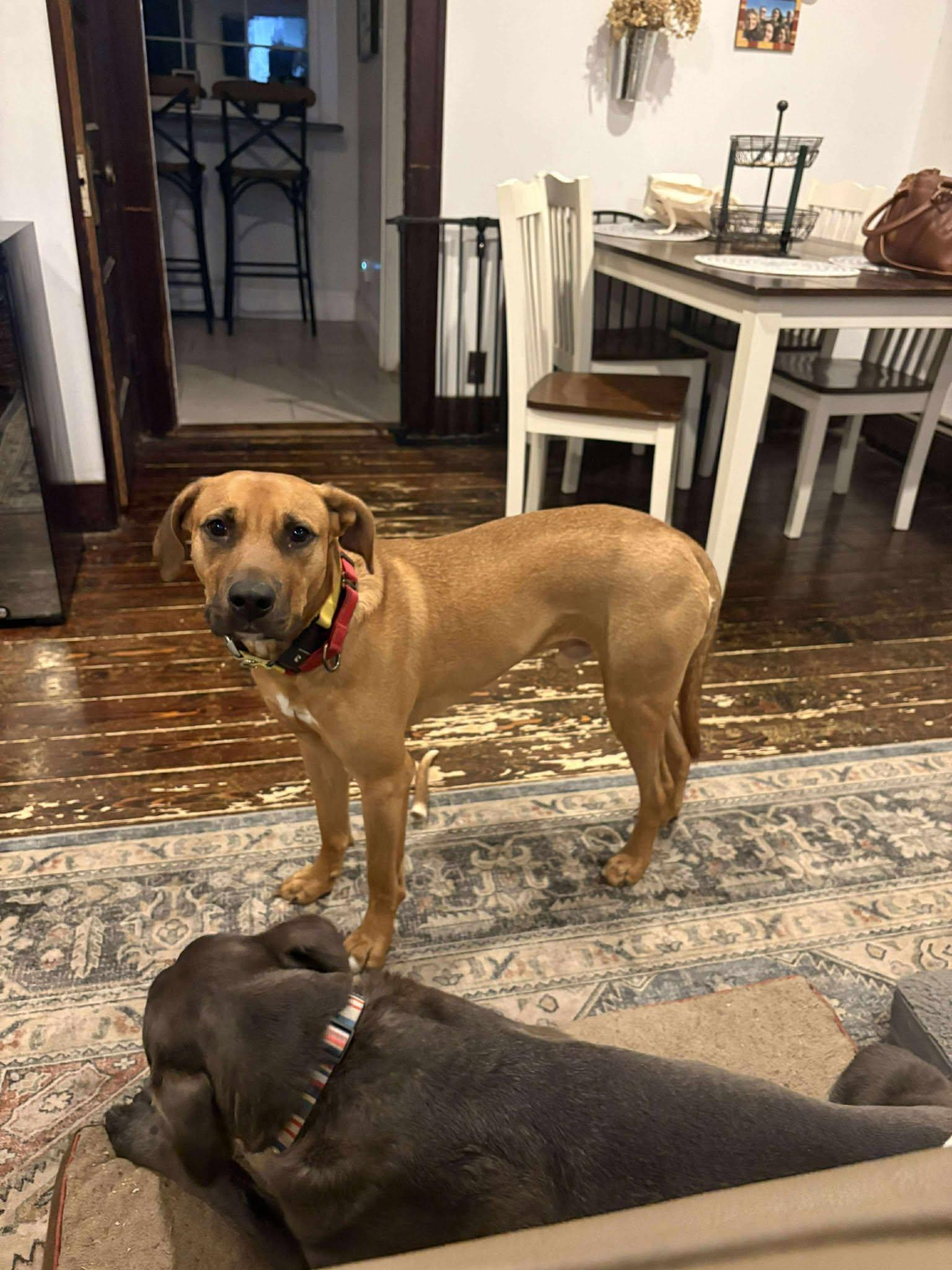 DAMIEN aka BUDDY, a Adoptable Mixed Breed in Holbrook, NY image 2/3