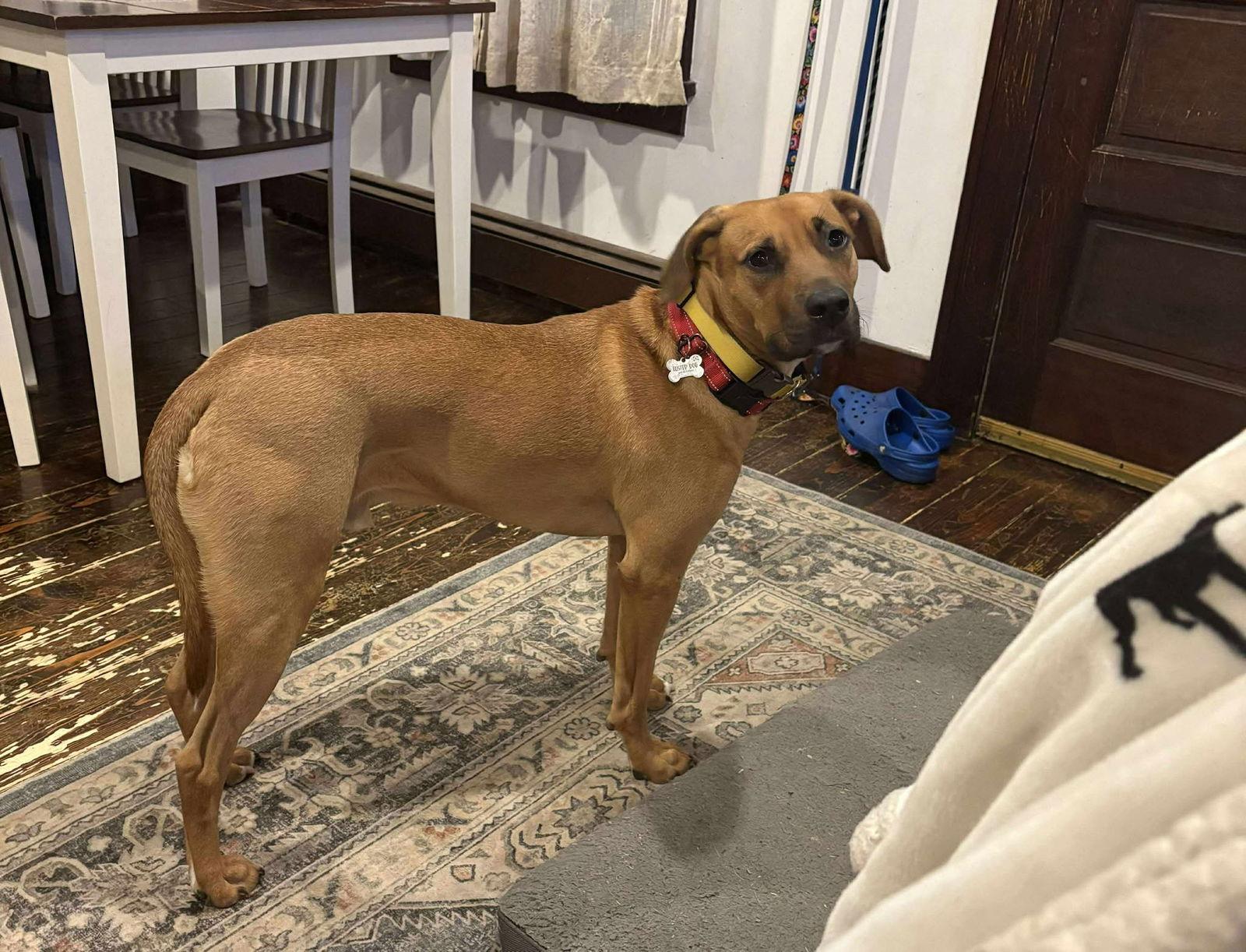 DAMIEN aka BUDDY, a Adoptable Mixed Breed in Holbrook, NY image 3/3