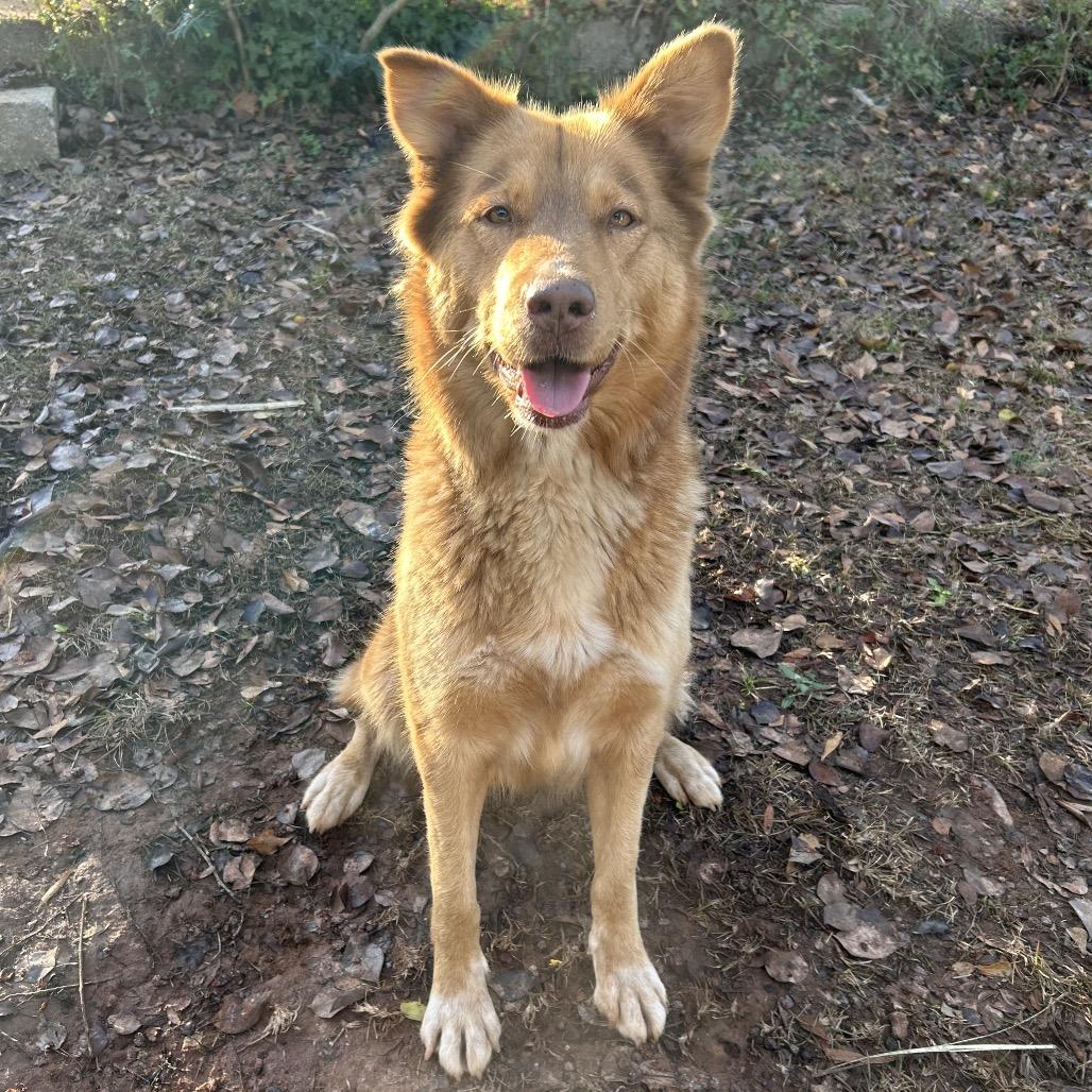 Enlarge Willa(Adoption Fee Sponsored), a Adoptable Mixed Breed in Columbiana, AL image 1/2