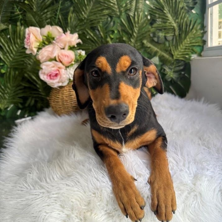 Enlarge Blondie, an adopted Mixed Breed in Etobicoke, ON image 1/1