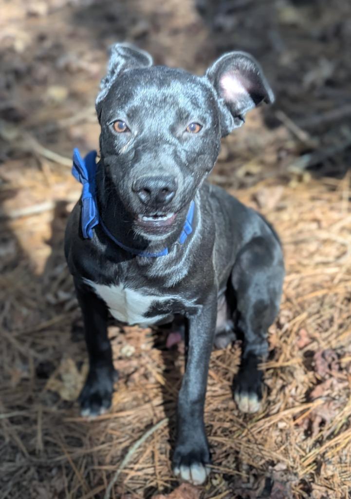 Enlarge Jaskier In Foster, a Adoptable Mixed Breed in Danielsville, GA image 2/5