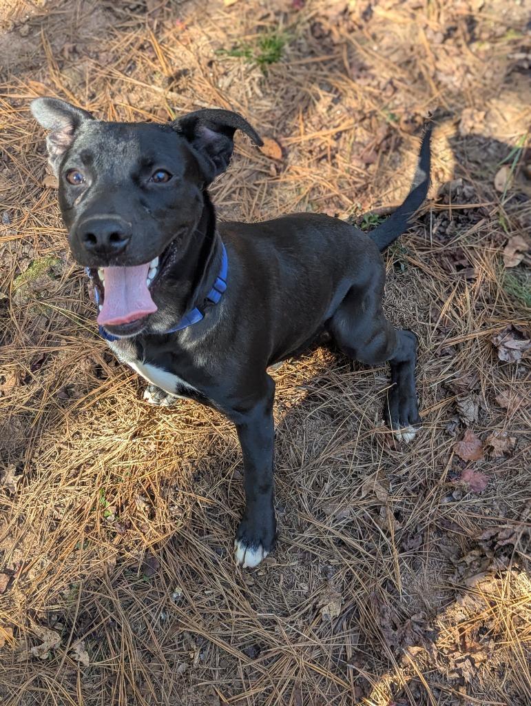 Enlarge Jaskier In Foster, a Adoptable Mixed Breed in Danielsville, GA image 3/5