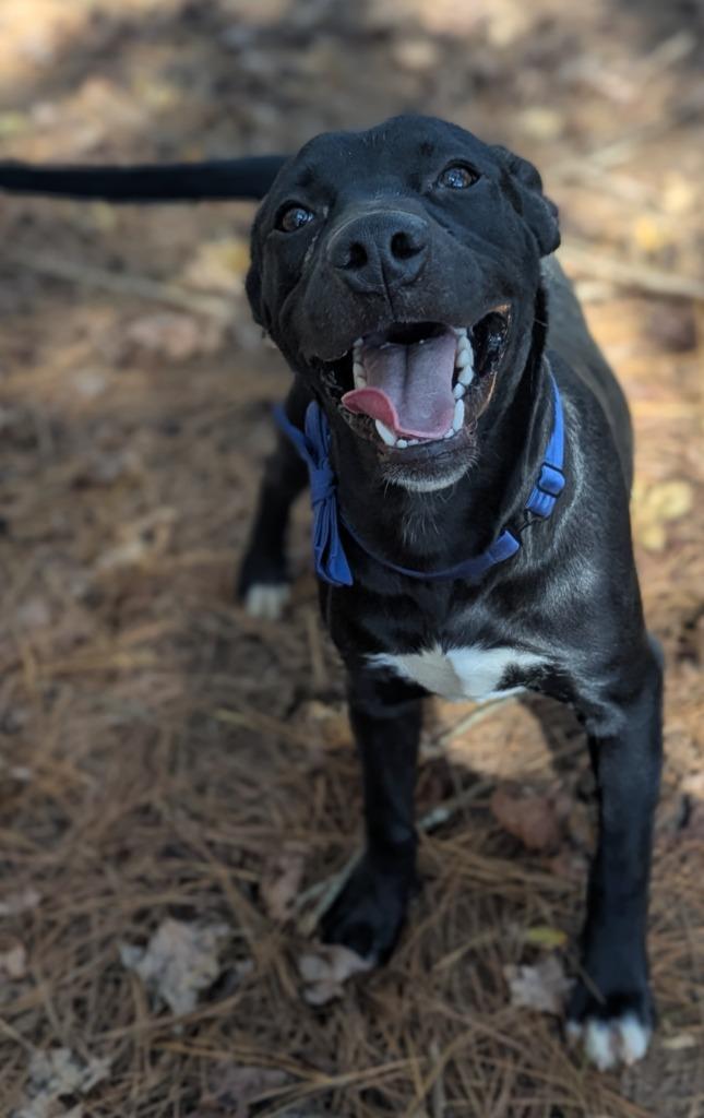 Enlarge Jaskier, a Adoptable Mixed Breed in Danielsville, GA image 3/6