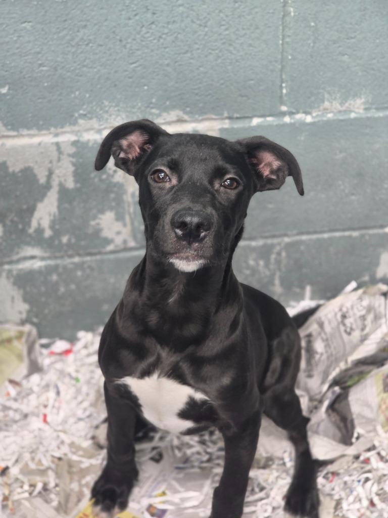 Enlarge Jaskier In Foster, a Adoptable Mixed Breed in Danielsville, GA image 5/5