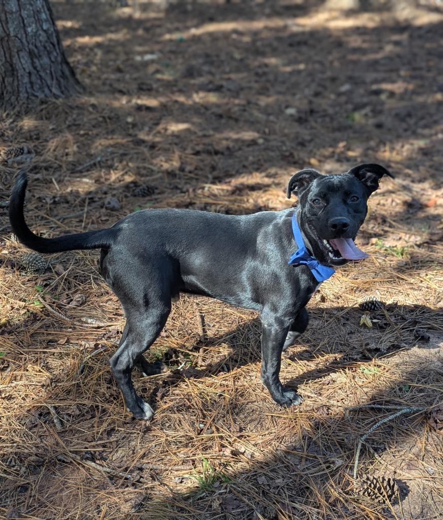 Enlarge Jaskier, a Adoptable Mixed Breed in Danielsville, GA image 6/6