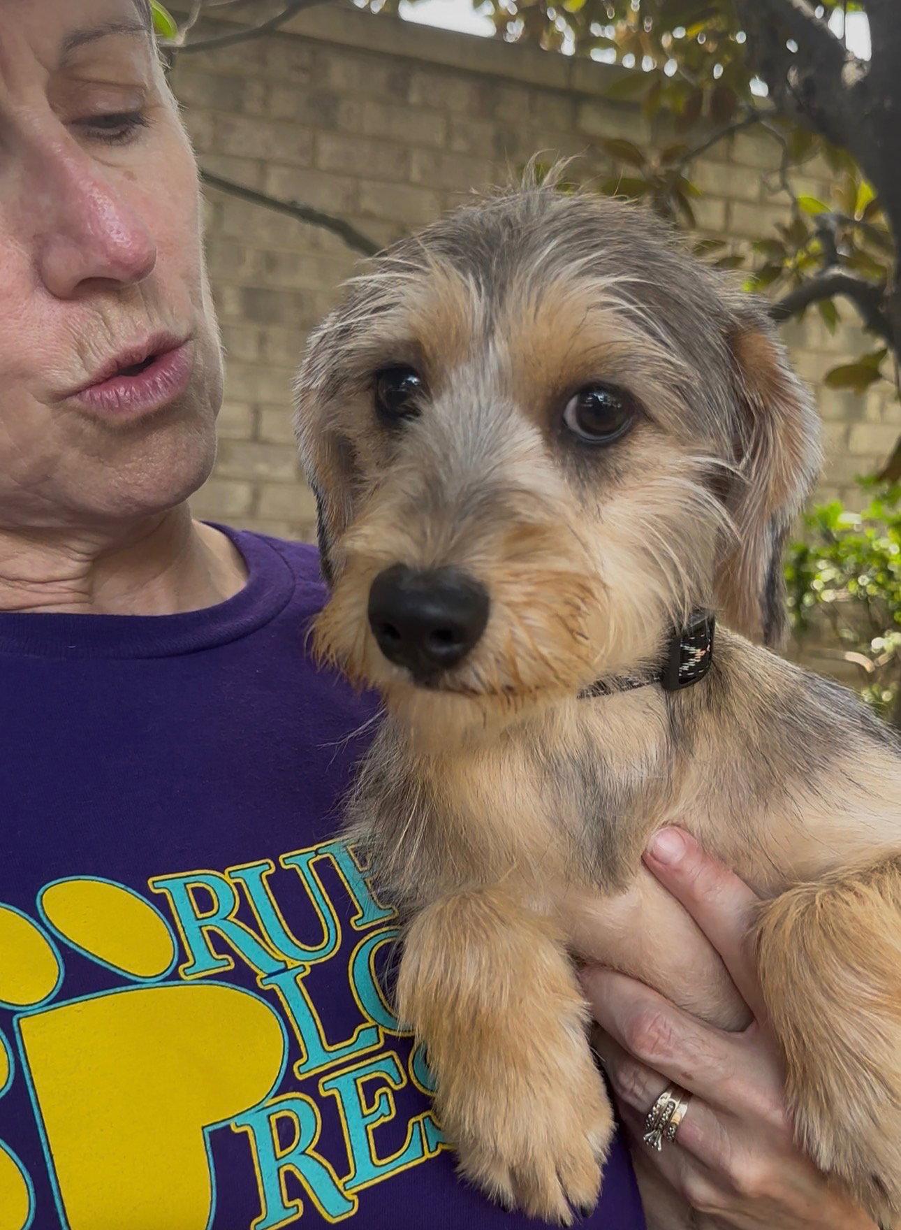 Lilith, Adopted, Young Female Yorkshire Terrier.