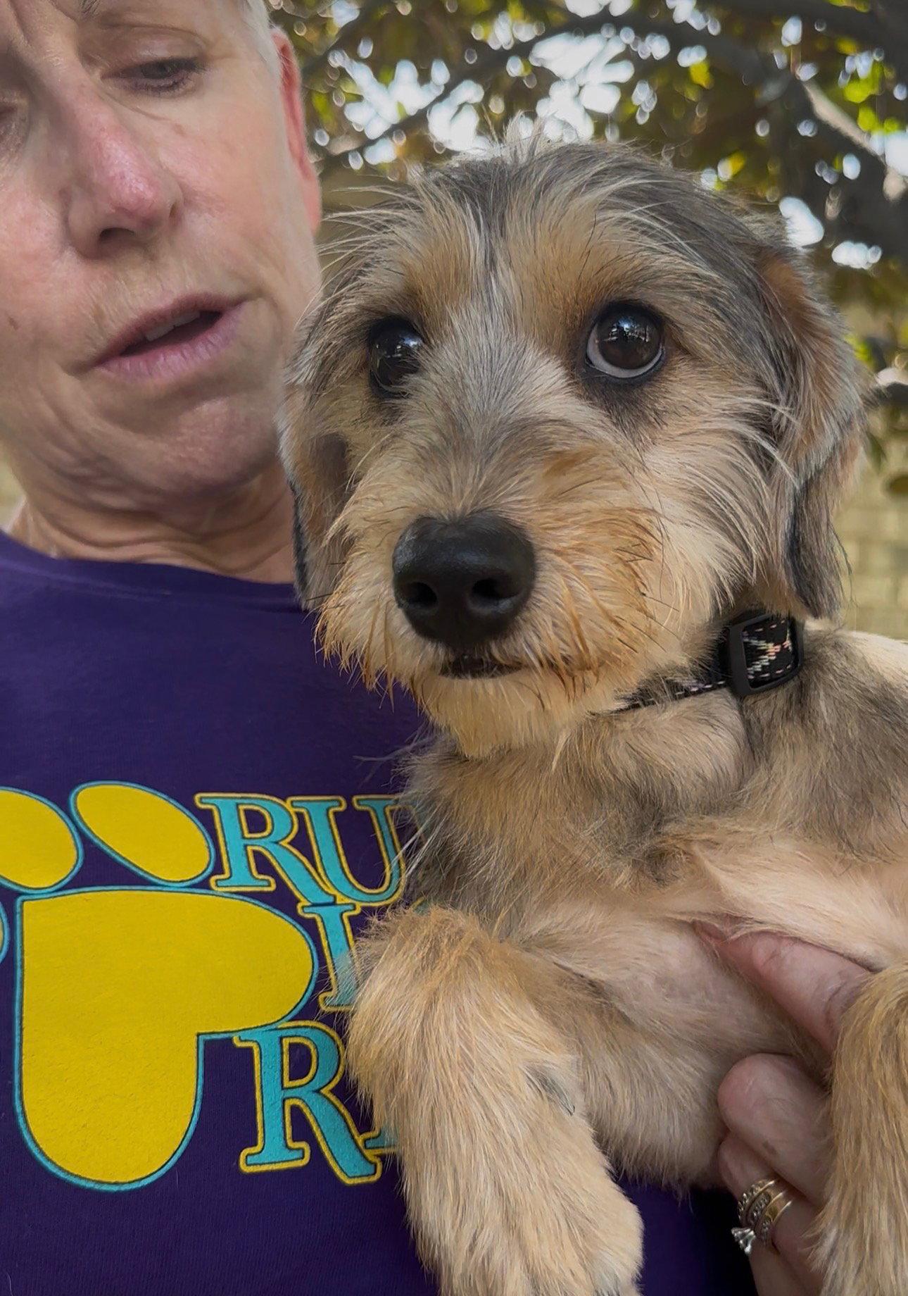 Enlarge Lilith, a Adopted Yorkshire Terrier in Thomasville, NC image 2/3
