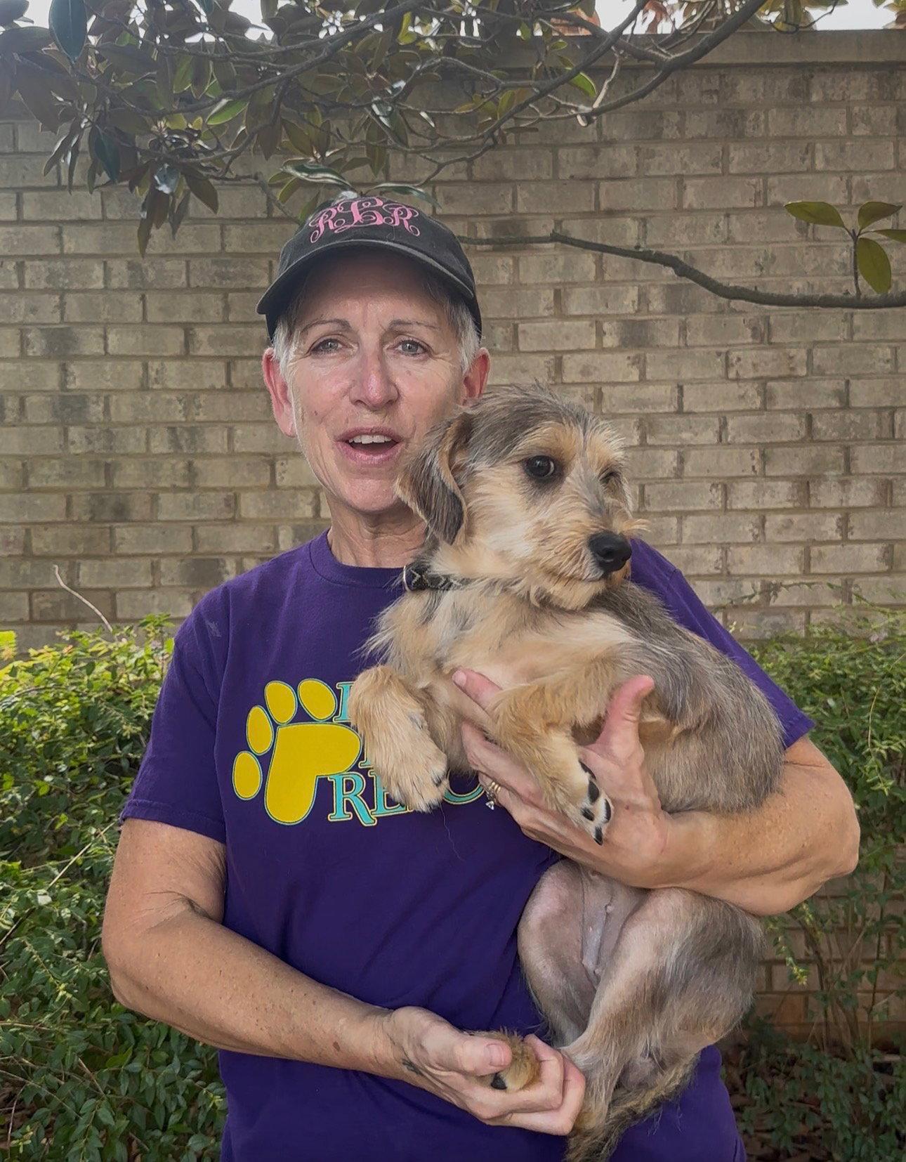 Enlarge Lilith, a Adopted Yorkshire Terrier in Thomasville, NC image 3/3