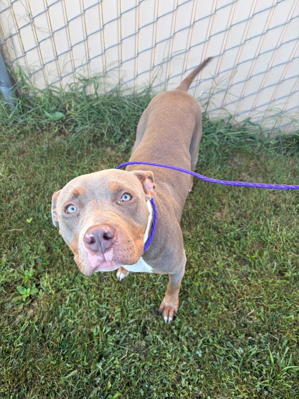 Tilly, Adoptable, Young Female Pit Bull Terrier & Labrador Retriever.