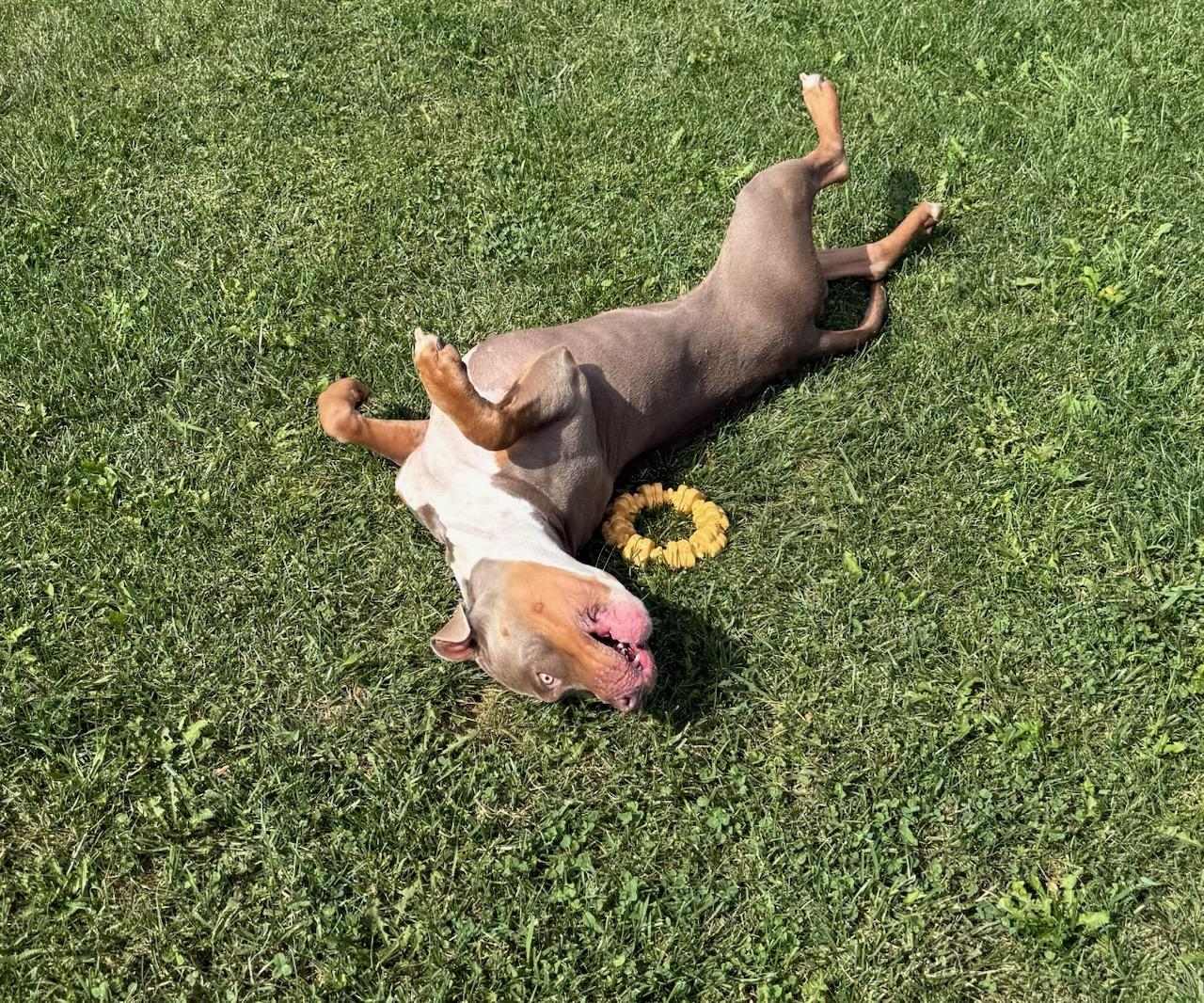 Enlarge Tilly, a Adoptable mixed breed in Tiffin, OH image 3/4