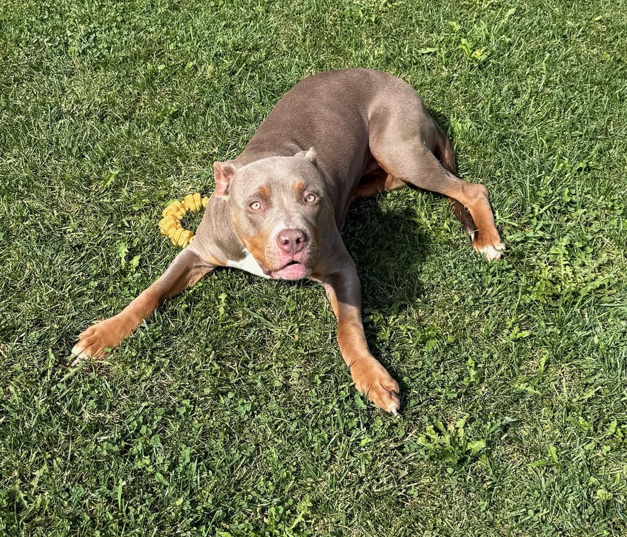 Enlarge Tilly, a Adoptable mixed breed in Tiffin, OH image 2/4