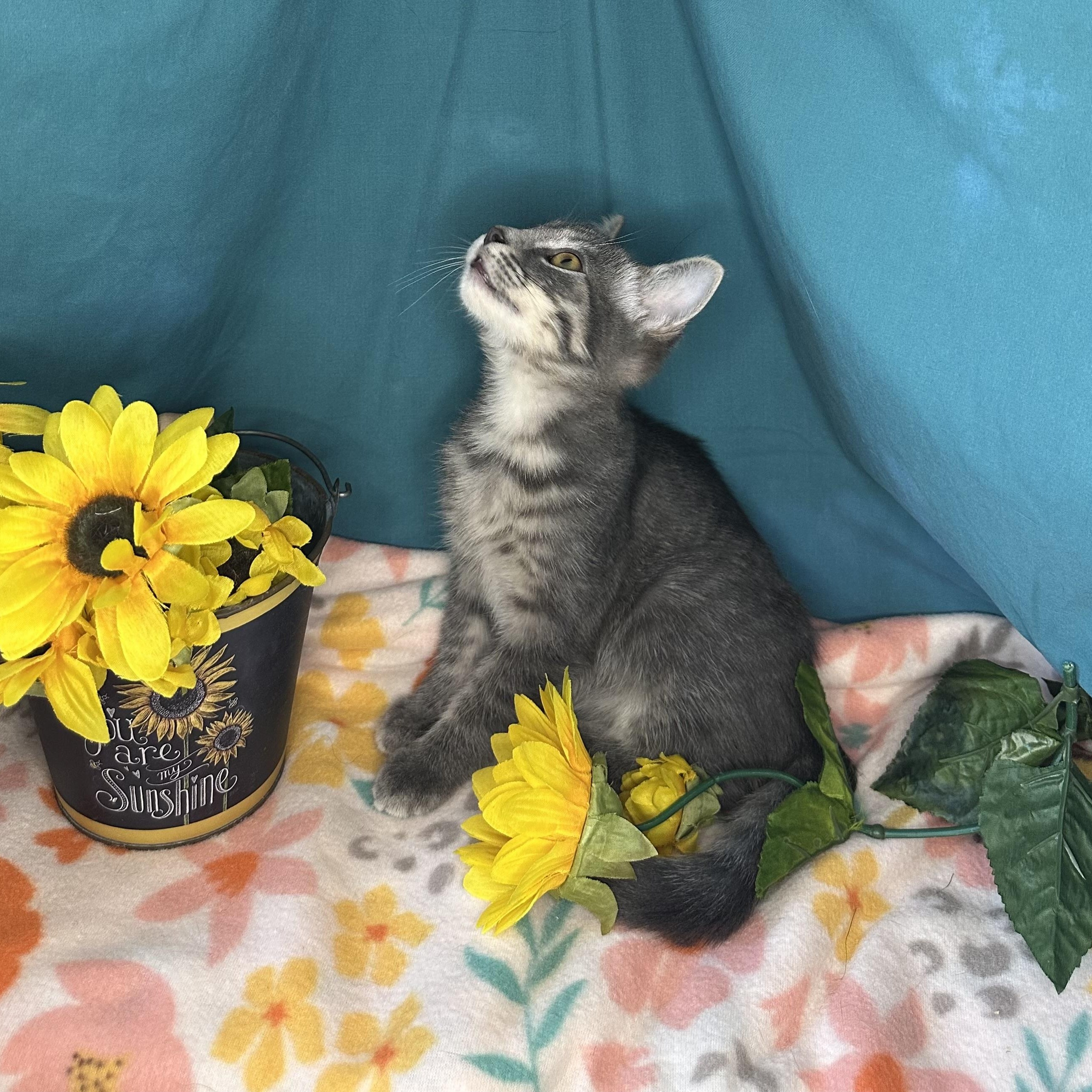 Dylan, an adoptable Tabby, Siberian in Mount Vernon, IL, 62864 | Photo Image 4