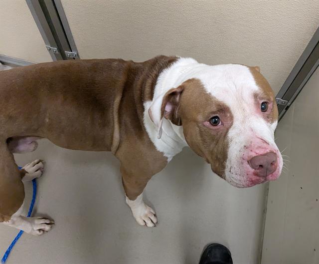 DRACO, Adoptable, Adult Male Pit Bull Terrier.