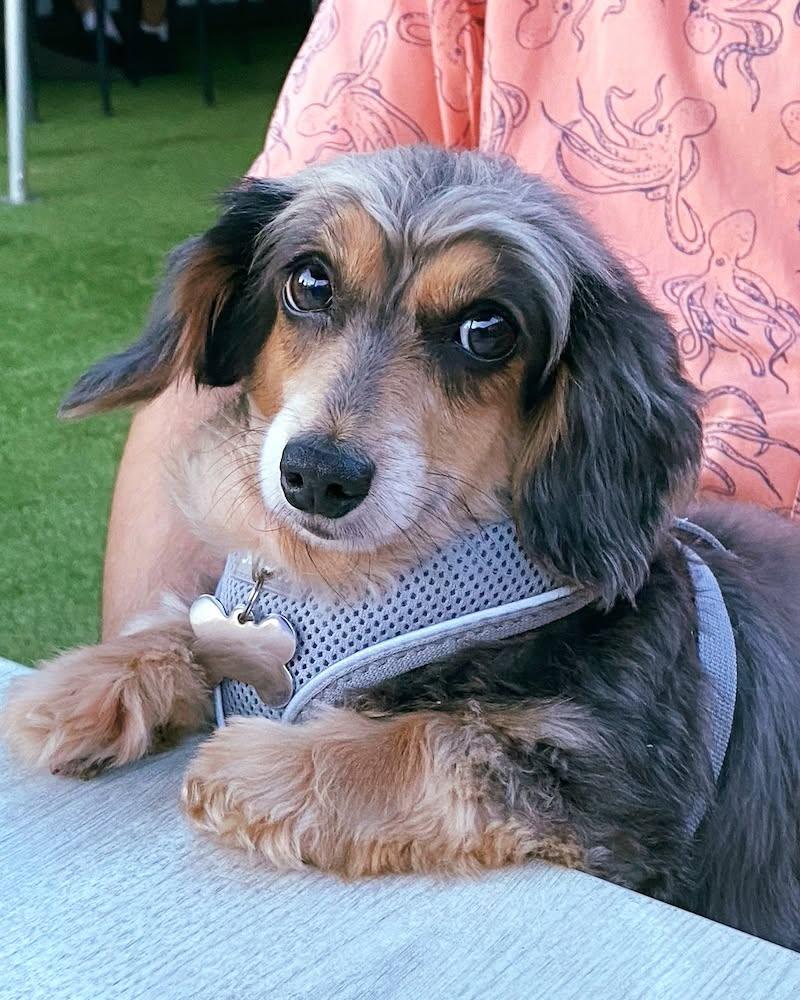 Penny9 (being fostered in Connecticut), Adoptable, Adult Female Dachshund.