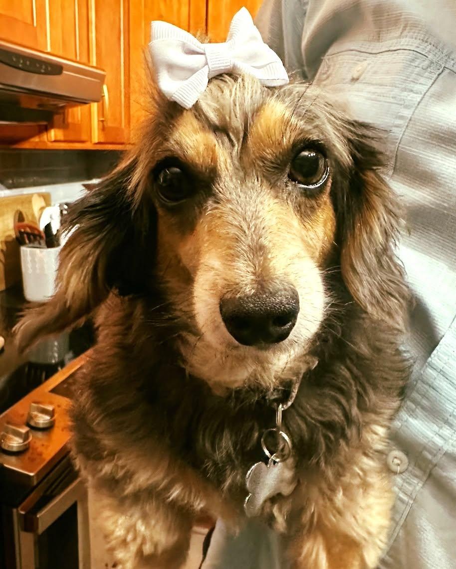 Enlarge Penny9 (being fostered in Connecticut), a Adoptable Dachshund in West Columbia, SC image 2/3