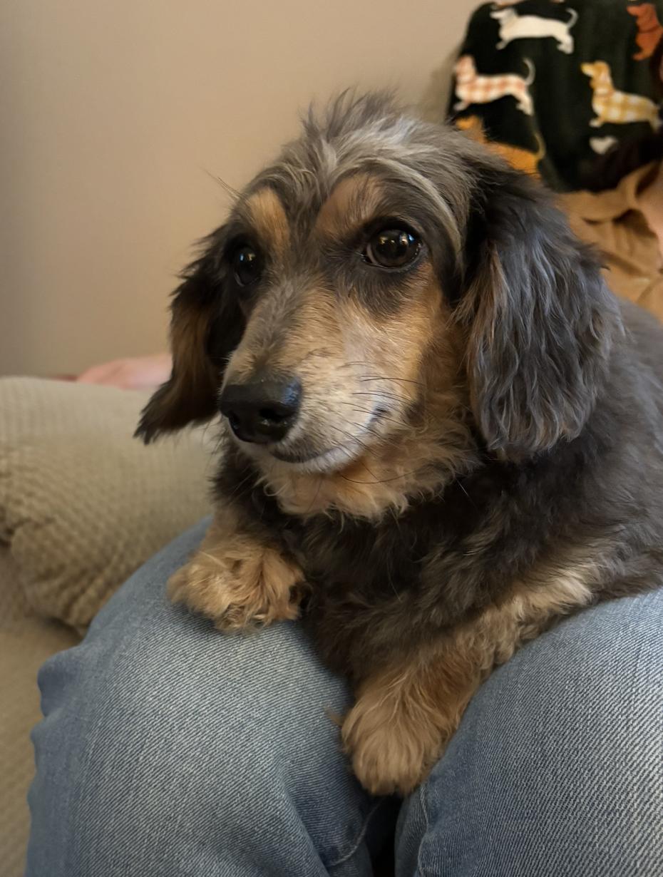 Enlarge Penny9 (being fostered in Connecticut), a Adoptable Dachshund in West Columbia, SC image 3/3