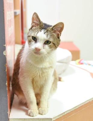 Shaggy, Adoptable, Senior Male Domestic Short Hair & Domestic Short Hair.