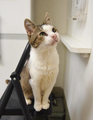 Shaggy, a Adoptable Domestic Short Hair in Ringoes, NJ image 2/2