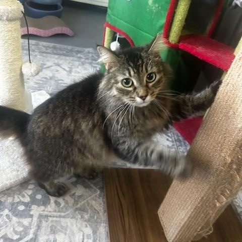 suzie , ADOPTABLE, Adult Female Norwegian Forest Cat.