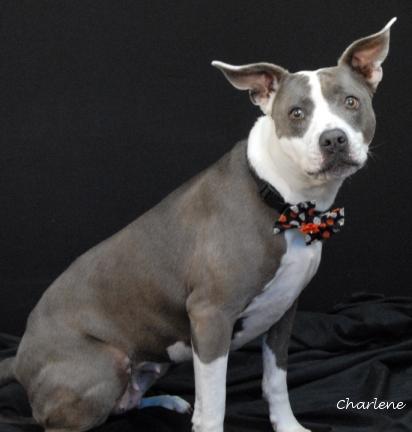 Tessie, an adoptable Terrier in Newland, NC, 28657 | Photo Image 1