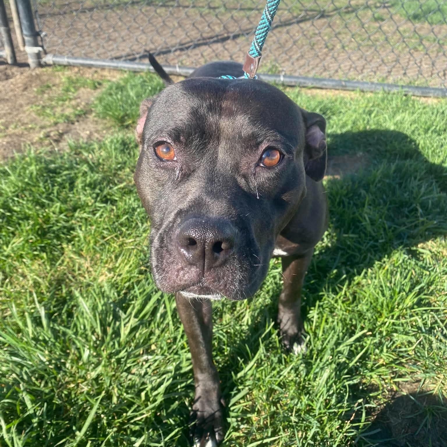 Enlarge Brune, a Adoptable mixed breed in Minooka, IL image 3/6