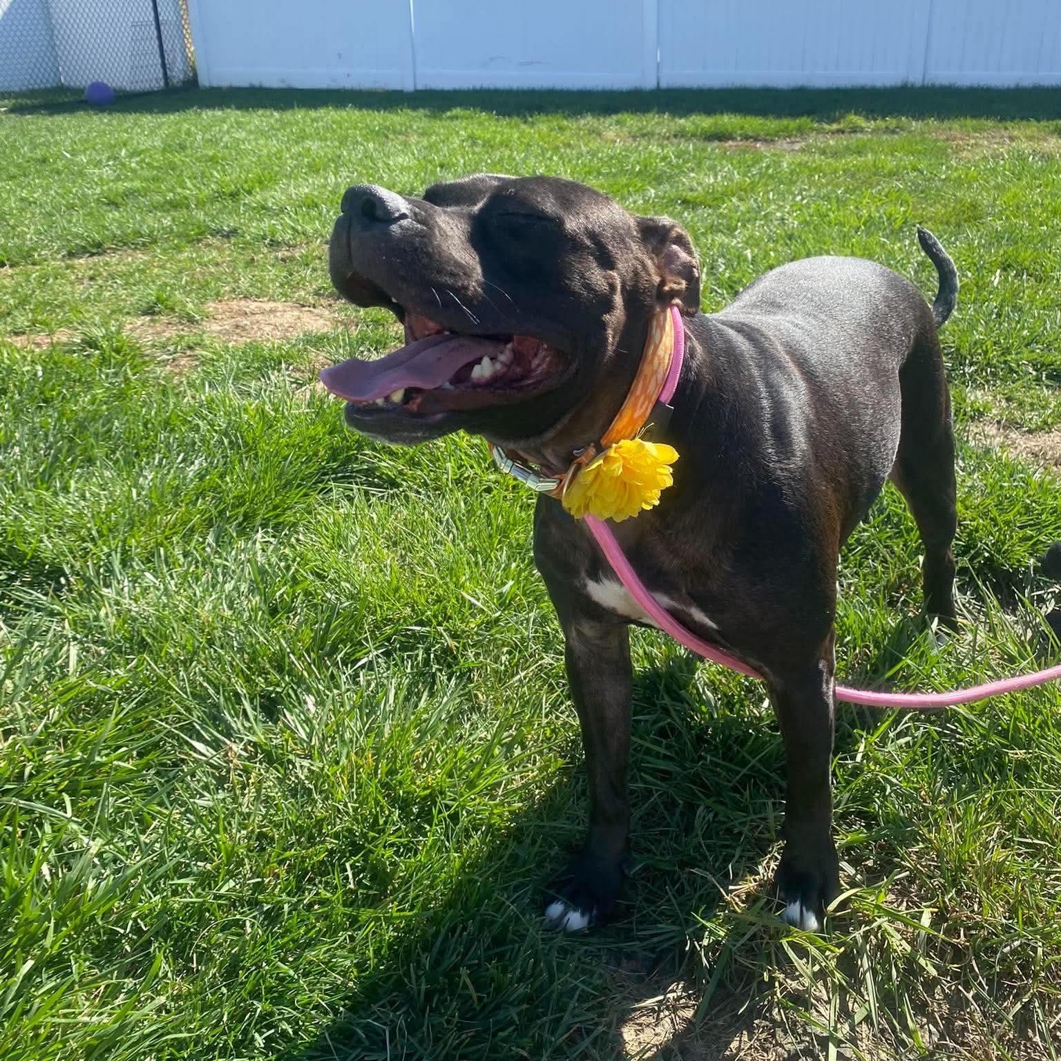 Enlarge Brune, a Adoptable mixed breed in Minooka, IL image 4/6