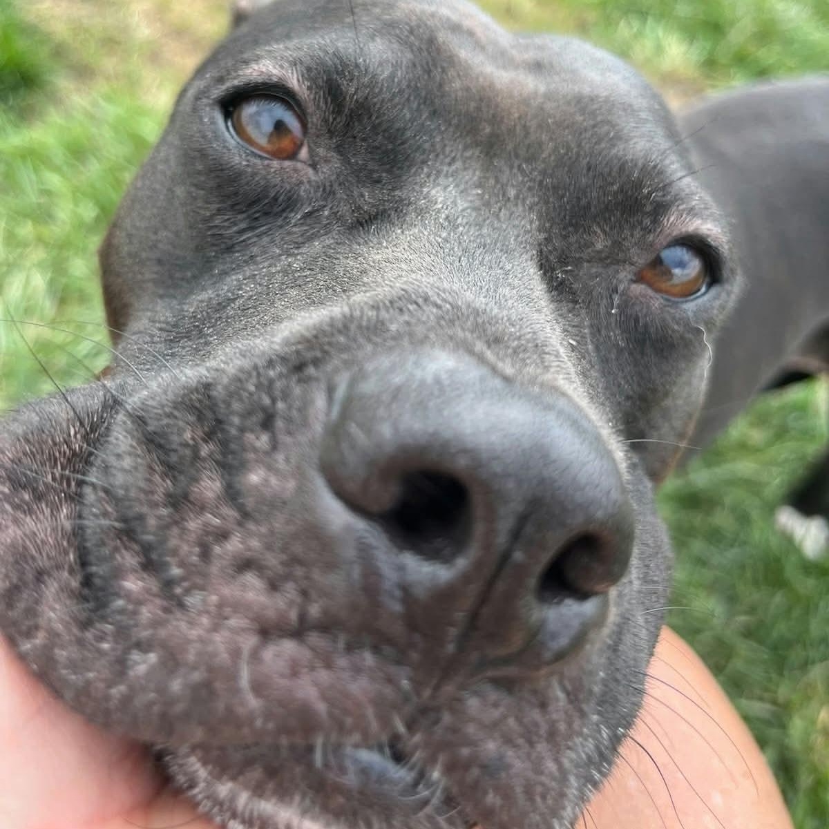 Enlarge Brune, a Adoptable mixed breed in Minooka, IL image 2/6