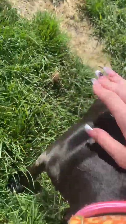 Enlarge Brune, a Adoptable mixed breed in Minooka, IL video 5/6